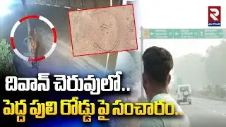 దివాన్ చెరువులో పెద్ద పులి రోడ్డు పై సంచారం.. |  Latest News Update | #rtveastgodavari
