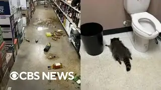 Latest update on the drunk raccoon that went viral
