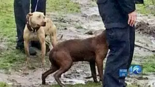 Lauren Compton reports on pit bulls rescued