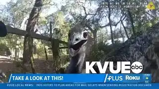 Law enforcement captures runaway emu in St. Augustine, Florida