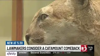 Lawmakers consider bringing catamounts back to Vermont