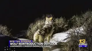 Lawmakers considering ending wolf re-introduction program