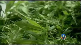 Lawmakers look to make changes to medical marijuana law