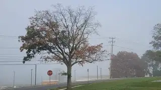 Leaves falling earlier, dull in color, thanks to months-long drought