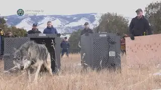 Legislators question whether Colorado can afford to continue the wolf reintroduction program