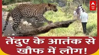 Leopard के आतंक से दहशत में स्थानीय लोग! Forest Department ने जारी किए निर्देश  | Nashik