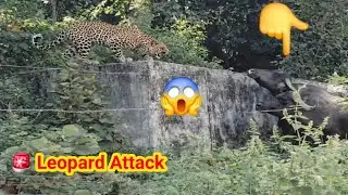 😱Leopard Attack A Dog | Leopard Entered In The Village | Leopard Attack Cow | Leopard Attack NilGai