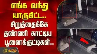 எங்க வந்து யாருகிட்ட.. சிறுத்தைக்கே தண்ணி காட்டிய பூனைக்குட்டிகள்..| Leopard Attack Cats | Nilgiris