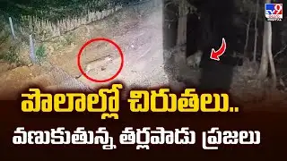 పొలాల్లో చిరుతలు.. వణుకుతున్న తర్లపాడు ప్రజలు | Leopard Attack Fear in Nirmal District  -TV9