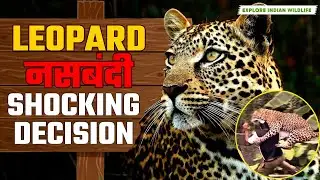 Leopard attack Maharashtra | Leopards sterlization | Nashik Leopard | Leopard attack dog | Wildlife