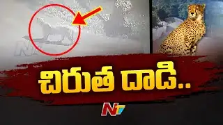 Leopard Attacks Pedestrian & Dog In Maharashtra, Nashik | Ntv