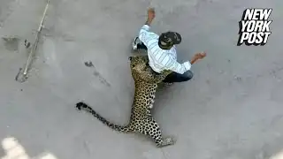 Leopard attacks three and sends town into chaos | New York Post