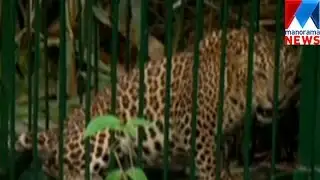 Leopard captured by forest department  | Manorama News