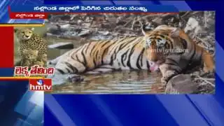 Leopard Count Raised in Nalgonda District | Special Report | HMTV