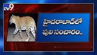 Leopard creates panic in Kukatpally - TV9