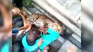 Leopard escapes from trap and attacks people