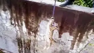 Leopard rescued from a well in northwest China
