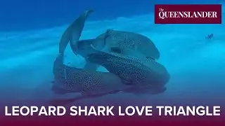 Leopard Shark Love Triangle: Rare Mating Sequence Caught On Camera