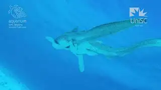 Leopard shark mating captured in the wild
