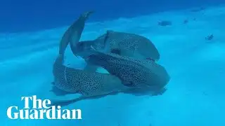 Leopard sharks mating in the wild captured on camera for first time