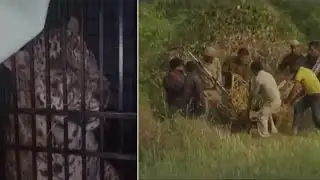 Leopard trapped in barbed wires for 7 hours before rescue