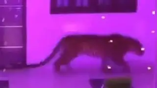 Leopard triggers mass panic at wedding