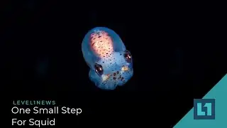 Level1 News June 11 2021: One Small Step For Squid