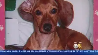 LI Dog Killed In Hit-And-Run