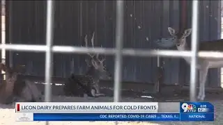 Licon Dairy prepares farm animals for cold fronts