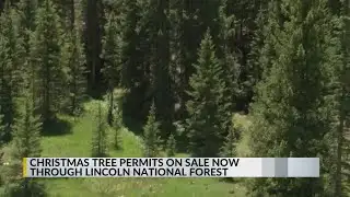 Lincoln National Forest selling Christmas tree permits