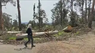Lingering storm damage keeps Peninsula wildlife museum closed