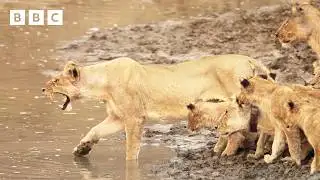 Lion cubs cross croc-infested waters | Kingdom – BBC