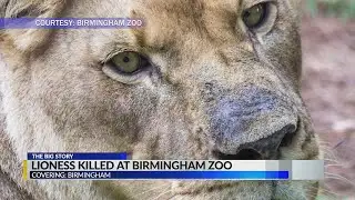 Lioness killed at Birmingham Zoo