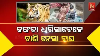 🔴 Live | କଙ୍କଡ଼ା ଧରିଲା ବେଳେ ଟାଣିନେଲା ବାଘ | Tiger Attacks Fisherman During Crab Catching in Forest
