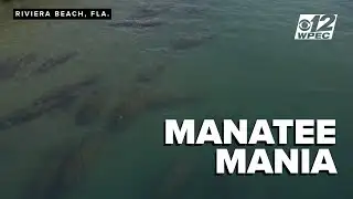 LIVE: 160 sightings as cold front pushes giants to warm waters