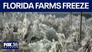 LIVE: Florida farms FREEZE with record-breaking cold snap