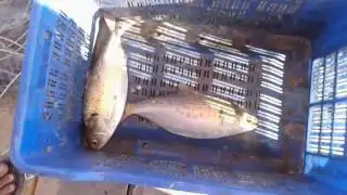Live Hilsa fish at Bhola