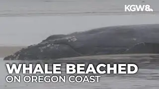 Live humpback whale beached near Yachats, rescuers explore options