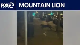 Live: Mountain lion in San Francisco