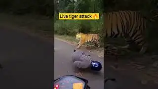 Live tiger attack 🔥#shorts #tiger #shortvideo
