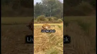 Live tiger attack 🔥🔥🔥🔥#tiger #shorts #attack #sora #trending