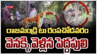 LIVE: Tiger Hulchul In East Godavari District | రాజమండ్రి టు రంపచోడవరం వెనక్కి వెళ్లిన పెద్దపులి