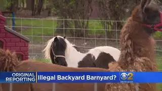 Llama Drama: Neighbors Angered Over Backyard Barnyard