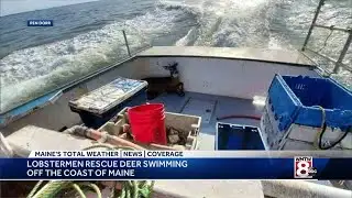 Lobster boat rescues deer 5 miles from shore