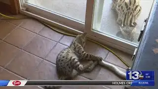 Local cat sanctuary introduces a young hybrid serval