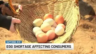 Local egg farm navigates high-demand