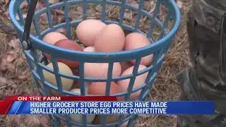 Local Egg Producers