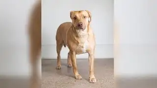 Local nonprofits seek donations on Giving Tuesday