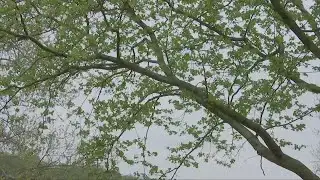 Local park receives new tree for Arbor Day!