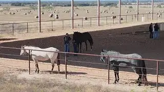 Local program helps veterans and first responders find purpose with horses